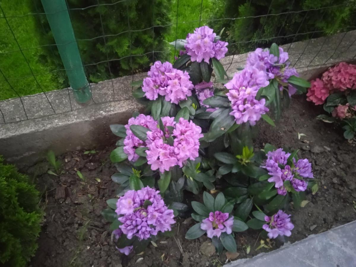 Семеен Хотел При Вергил Saparewa Banja Exterior foto